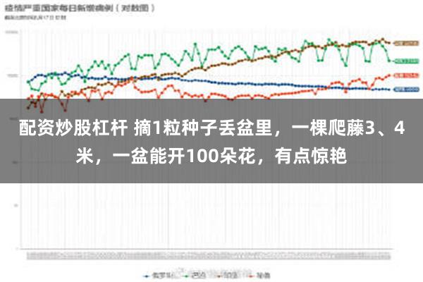 配资炒股杠杆 摘1粒种子丢盆里，一棵爬藤3、4米，一盆能开100朵花，有点惊艳